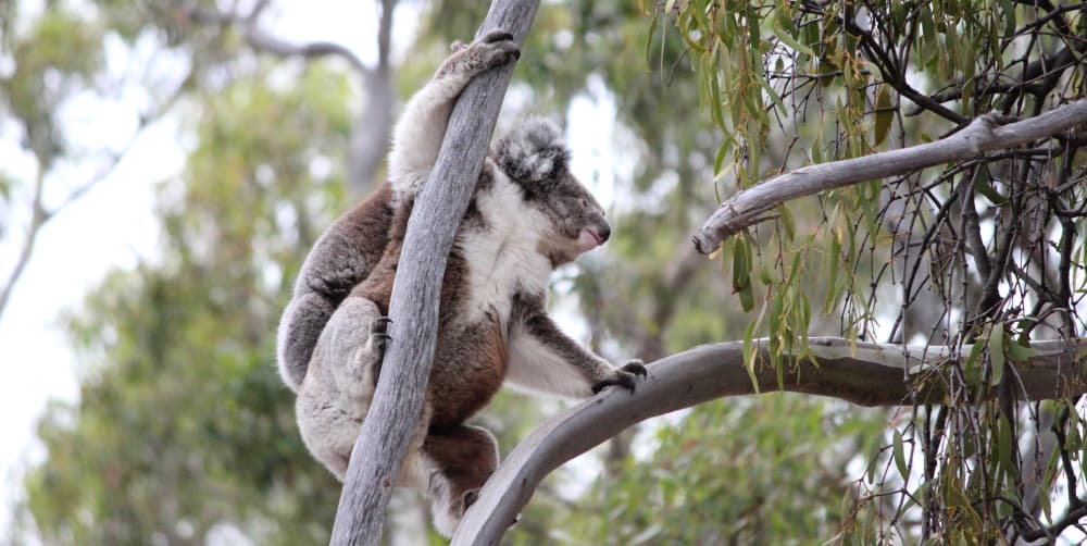 how wild koalas learn