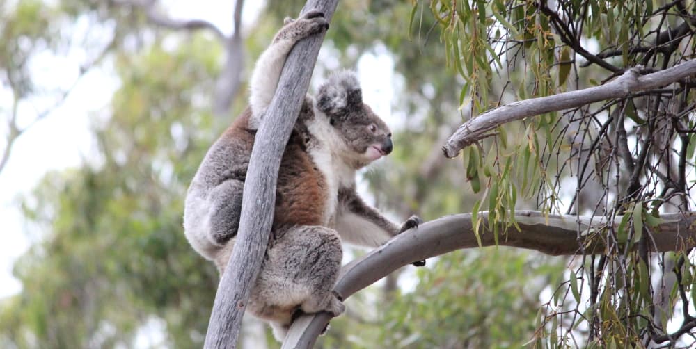 wild koala climbing with joey