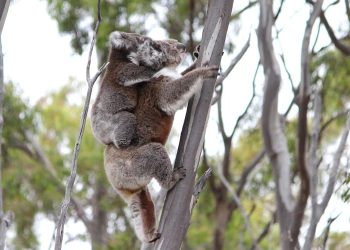 mother koala with baby on back learning