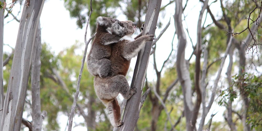 mother koala with baby on back learning