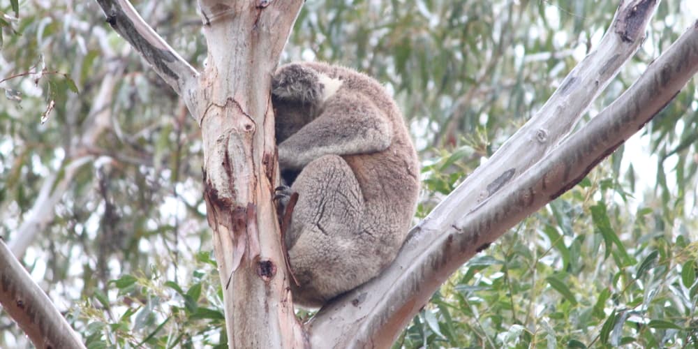 wild koala in You Yangs Victoria