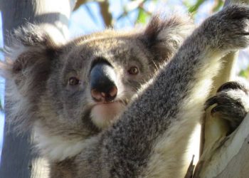 wild koala adventure on the ground