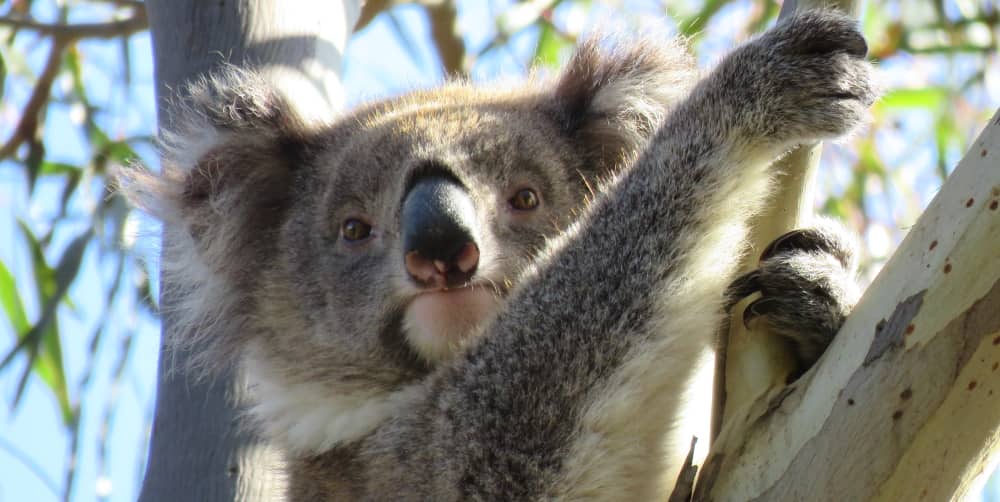 wild koala adventure on the ground