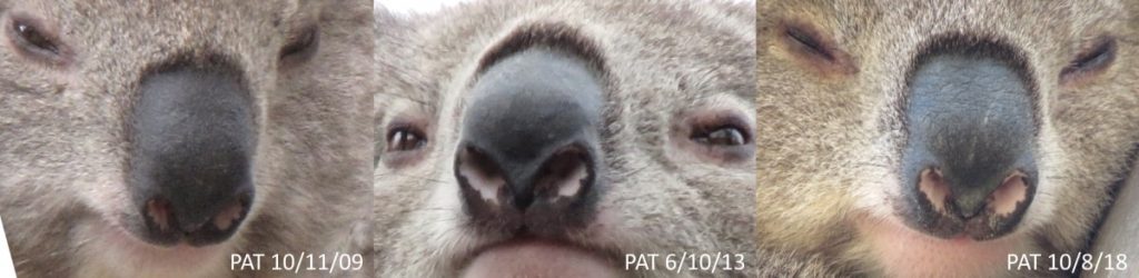 Koala nose pattern identification