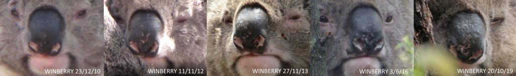 koala nose markings non-intrusive identification