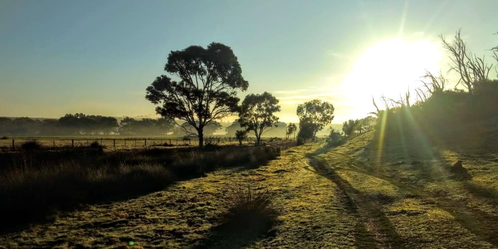 early morning on a tree planter’s day in Australia