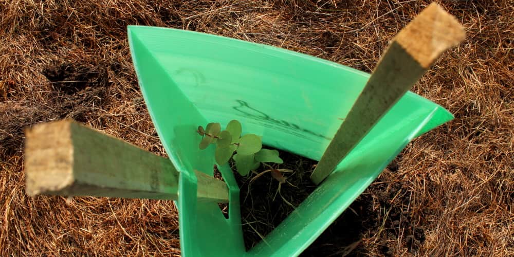 koala tree planted in tree guard