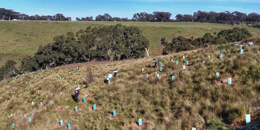 tree planters carrying stakes