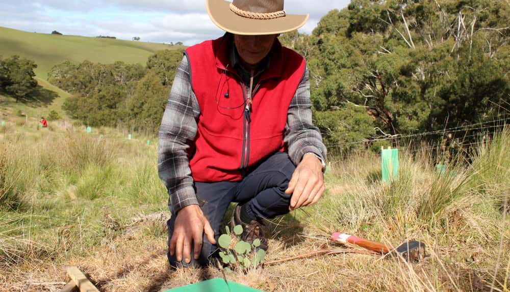 tree planting for koalas