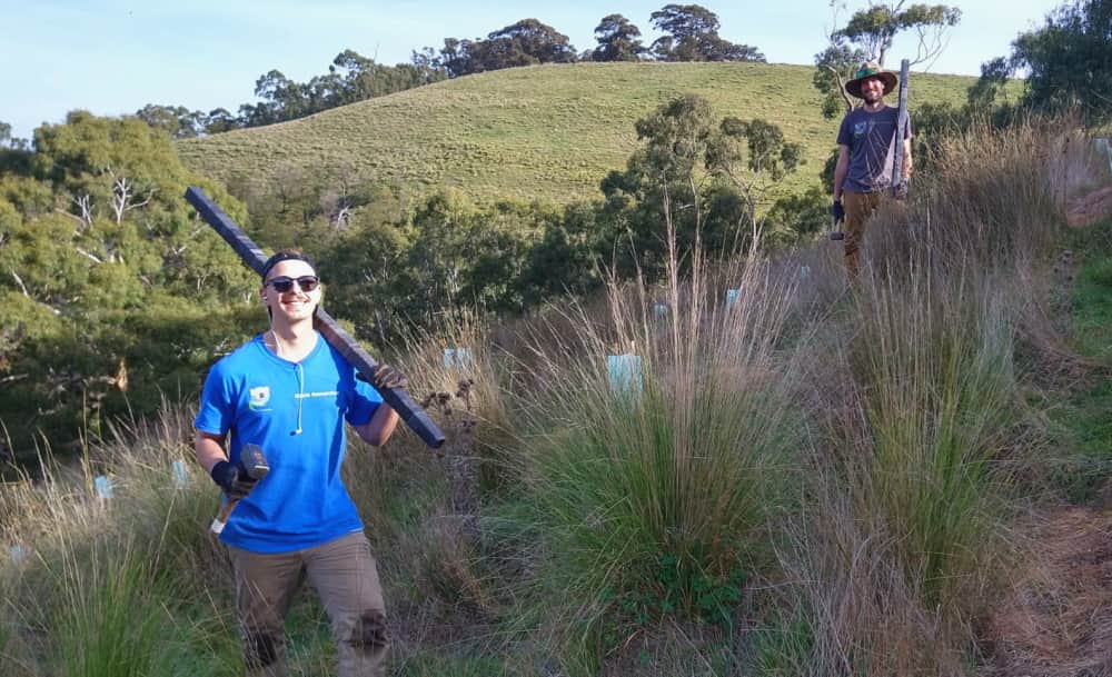 Koala tree planters