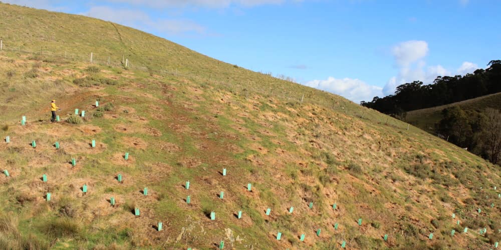 challenging site for planting trees