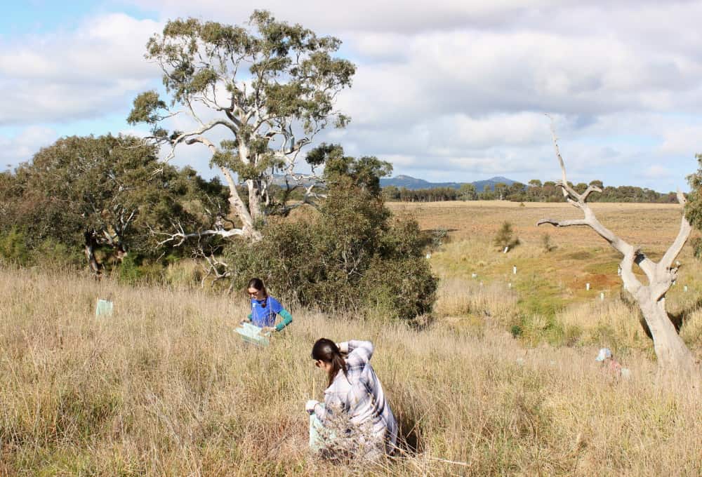 planting trees near the You Yangs