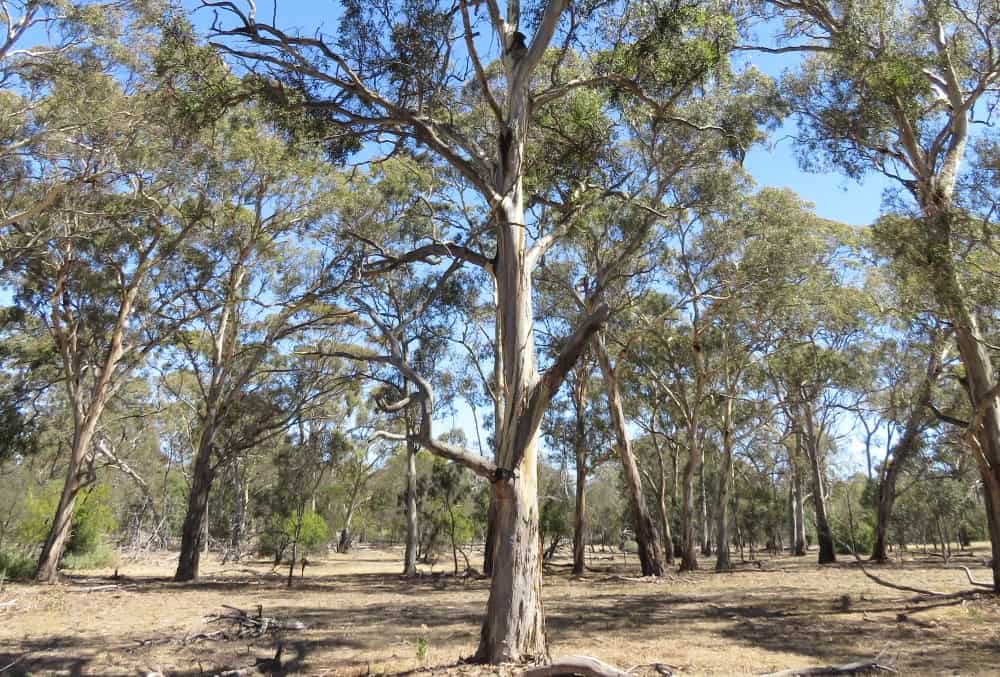 grassy woodland with koala