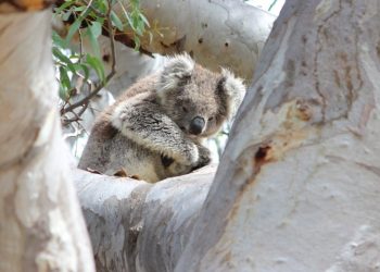 big tree with koala