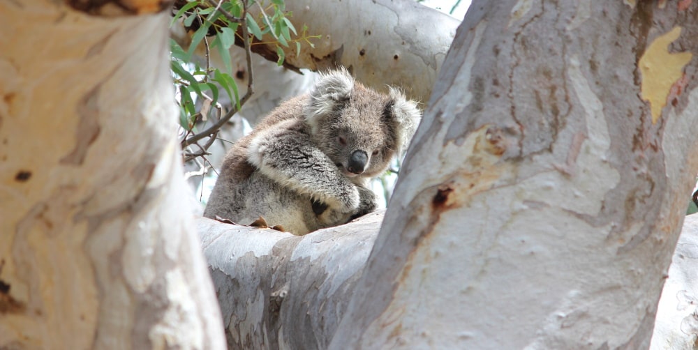 big tree with koala