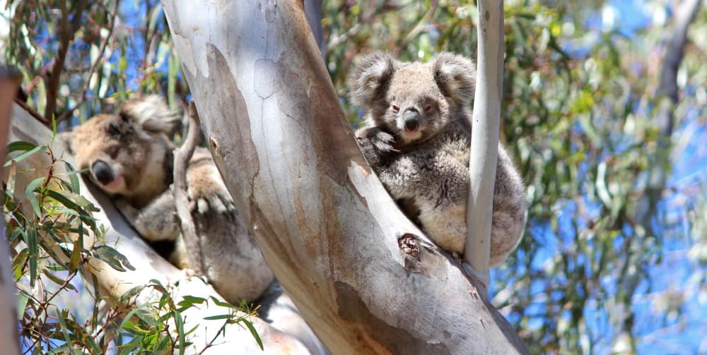 trees planted for koalas