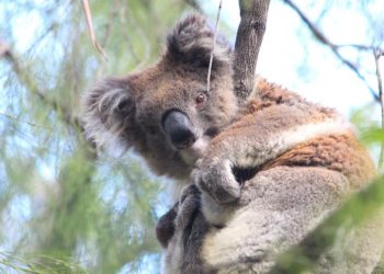 koala count Mallacoota