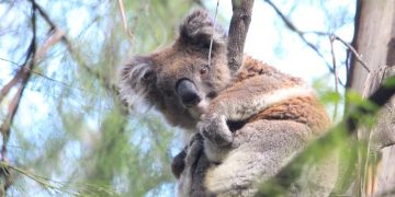 koala count Mallacoota