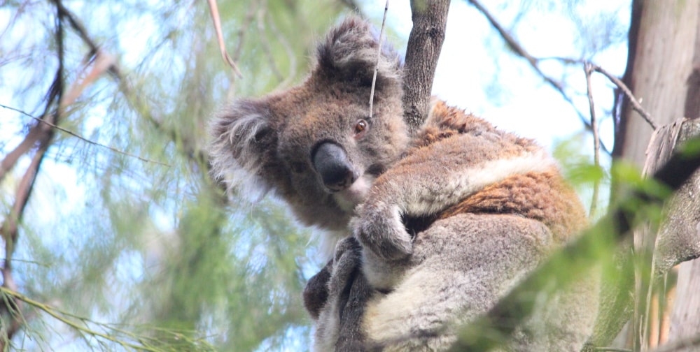 koala count Mallacoota