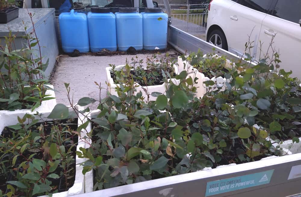 vehicle loaded with tree seedlings