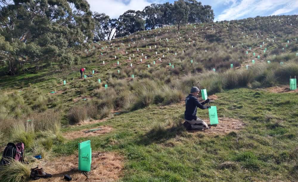 spot spray circles weed management tree planting