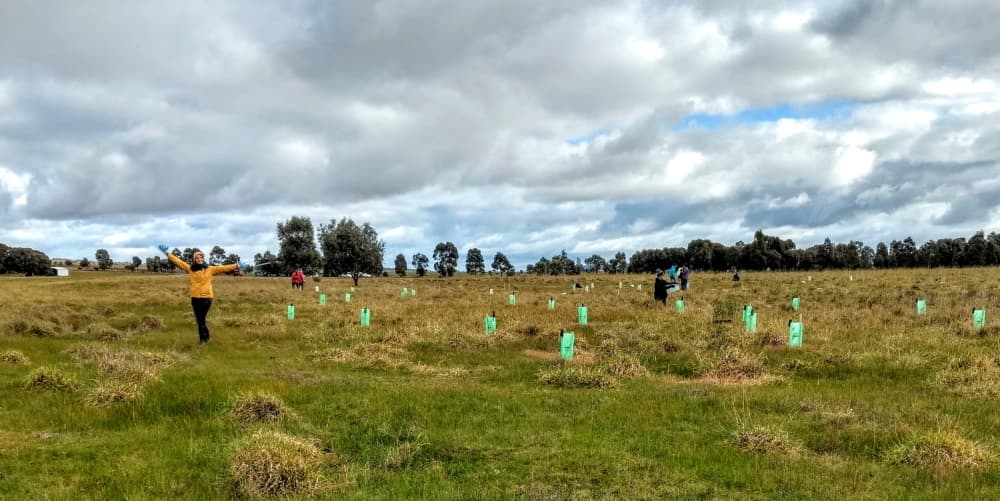 tree planting complete australia