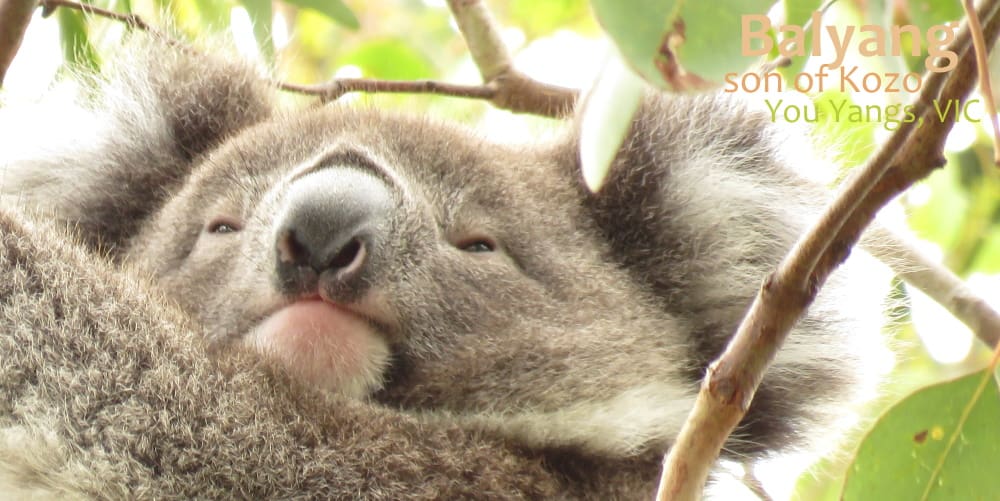 male koala joey 2020