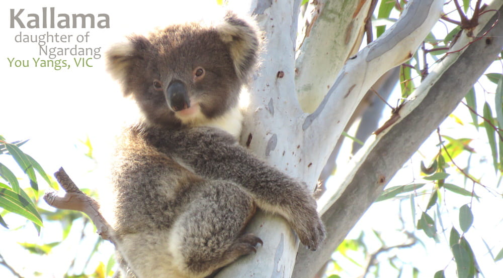 cute koala baby 2020