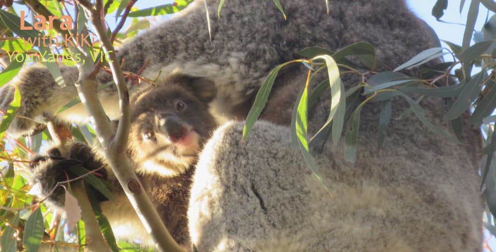 funny koala joey in pouch