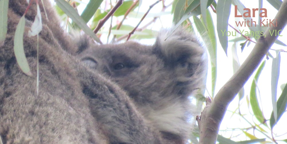 koala joey You Yangs