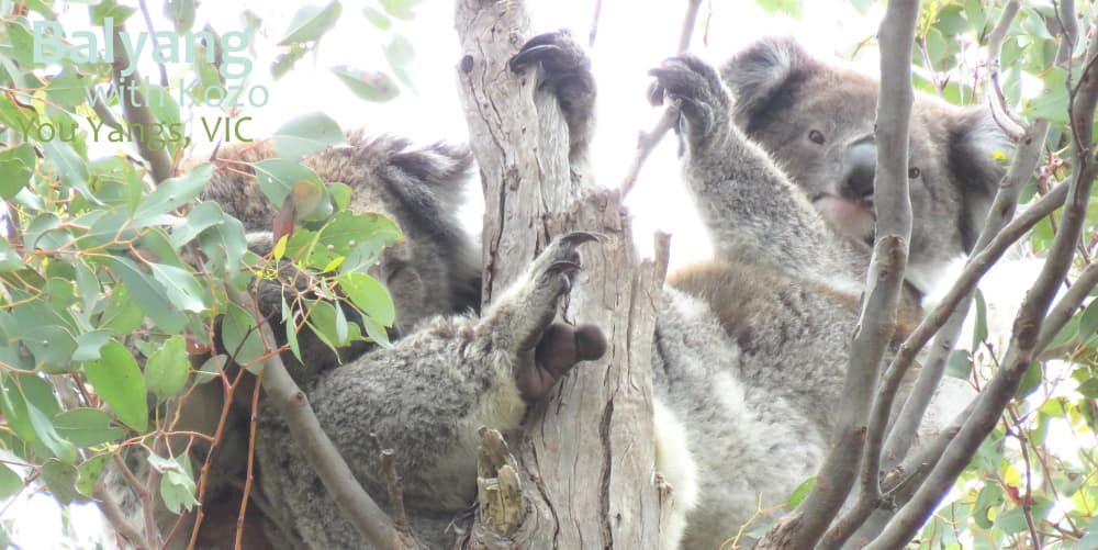 mother joey koalas