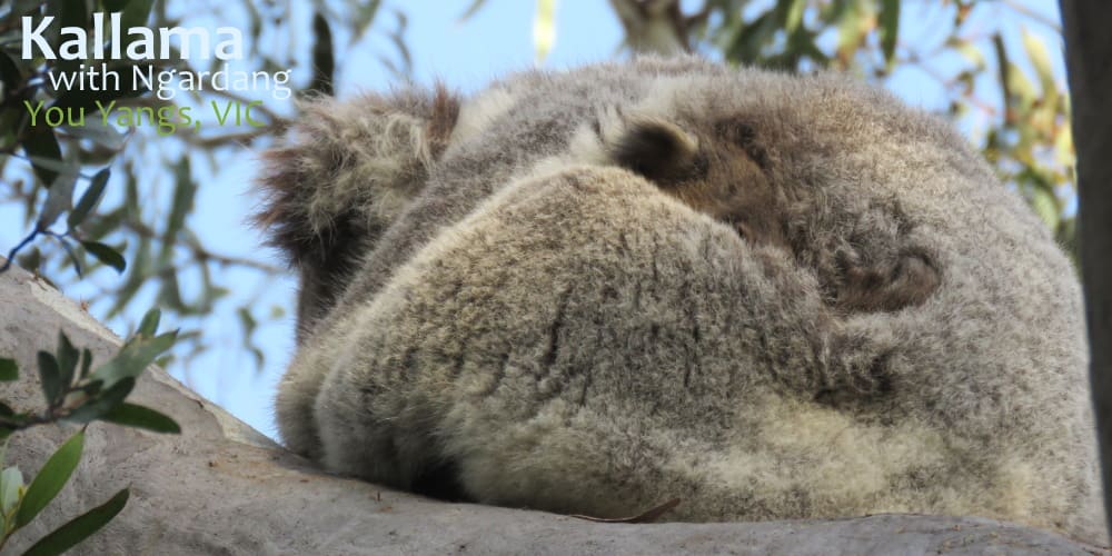 koala joey cuddling with mother