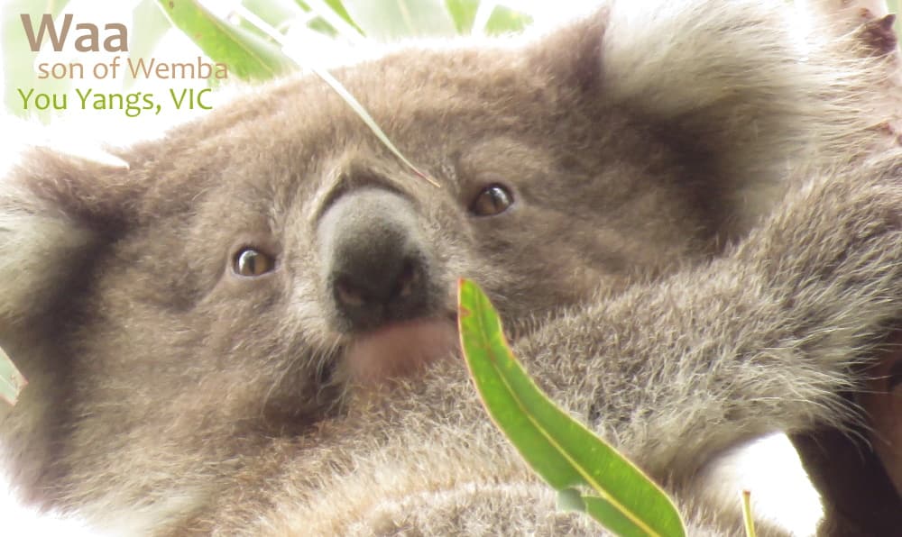 cute koala joey face