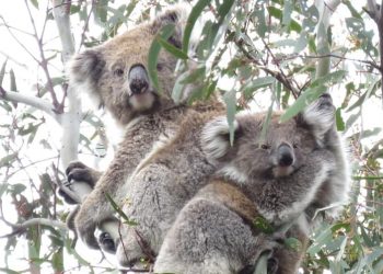 koala joey good news