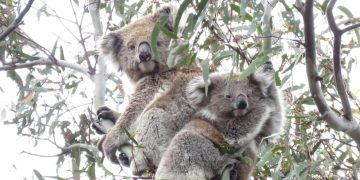 koala joey good news