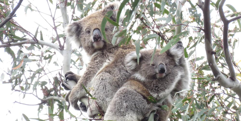 koala joey good news