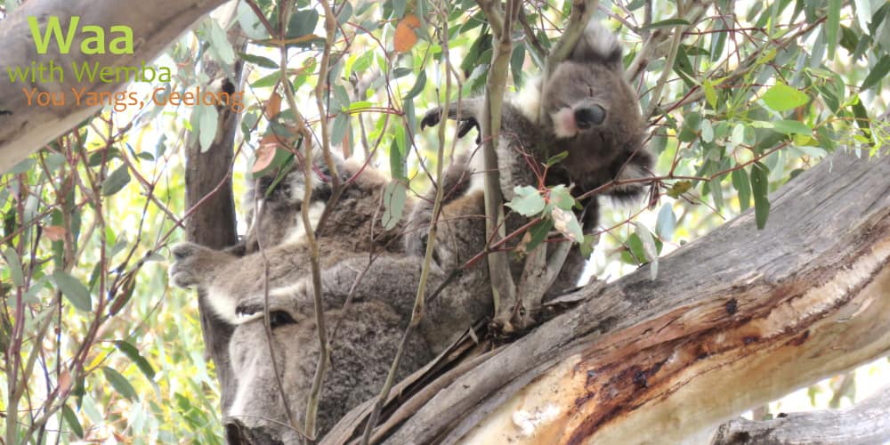 koala baby funny position