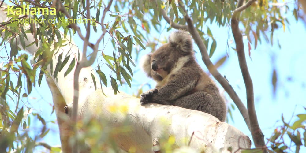 beautiful koala joey in tree