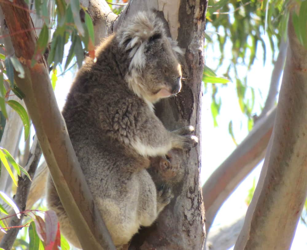 unexpected koala sighting