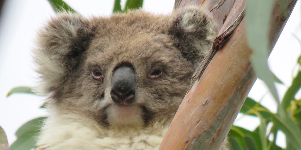 mature wild female koala Mear