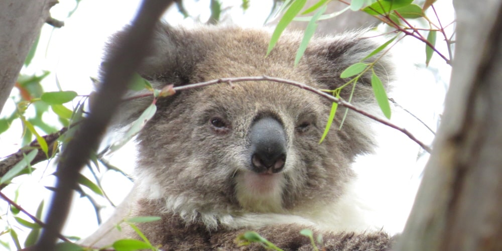 unexpected sighting koala