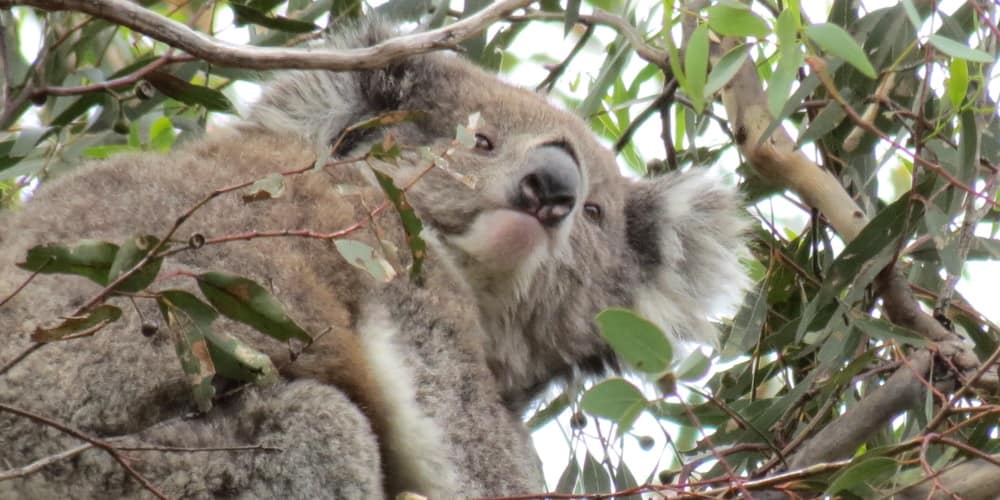 Mear wild female koala rare sighting