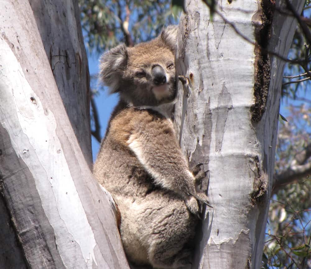 koala that appeared out of nowhere