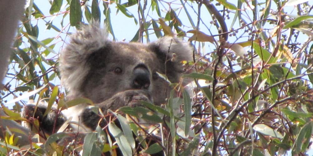 first sighting of wild koala