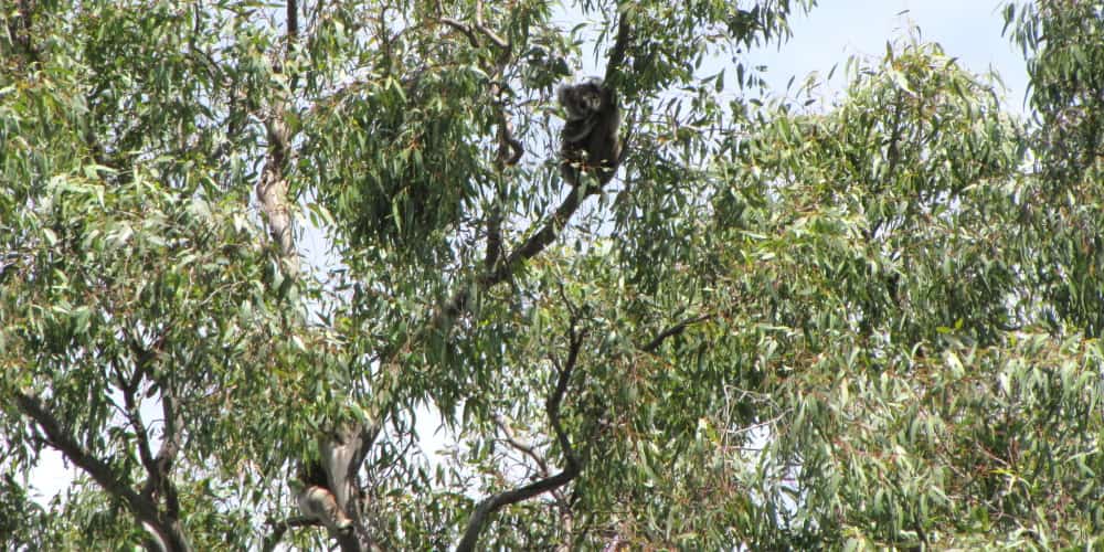 female koala that appeared with joey