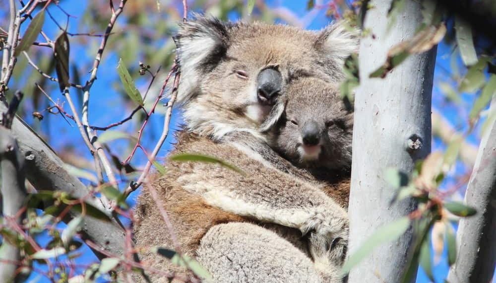 wild female koala cuddling joey You Yangs