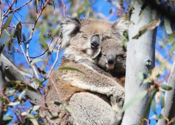 wild female koala cuddling joey You Yangs