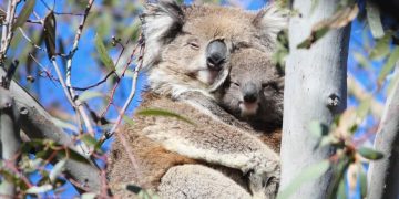 wild female koala cuddling joey You Yangs