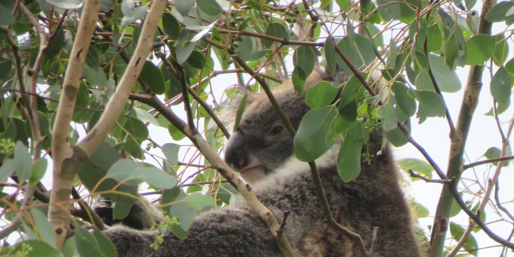 Female koala trees to plant