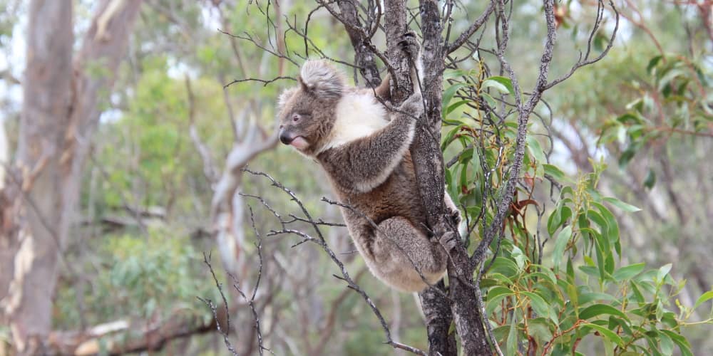 koala in Acacia wattle non-food tree